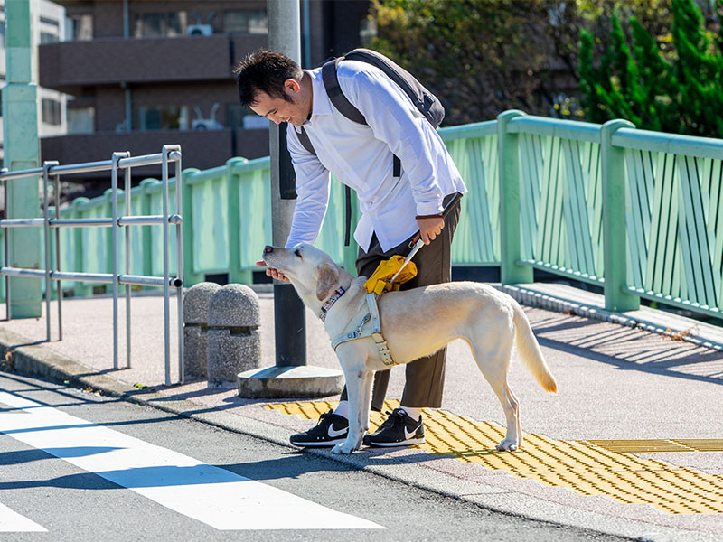 段差で止まる盲導犬