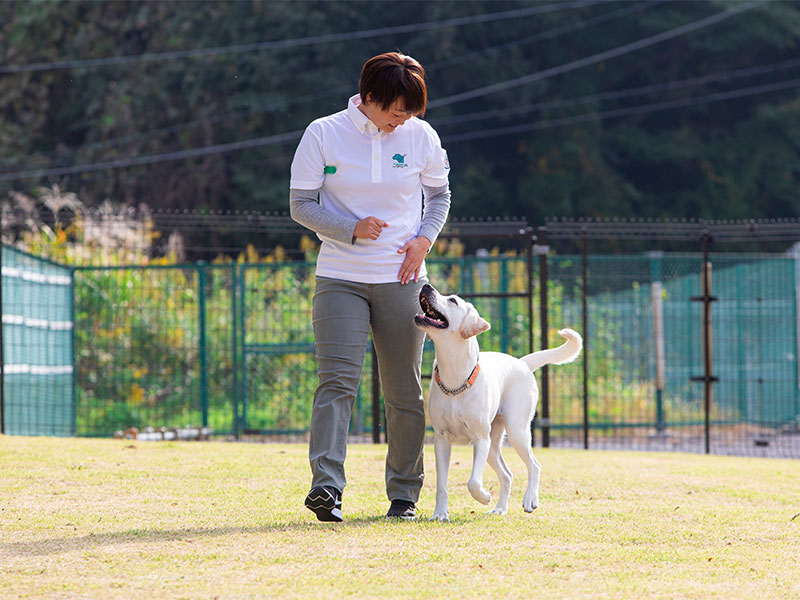 盲導犬の訓練風景